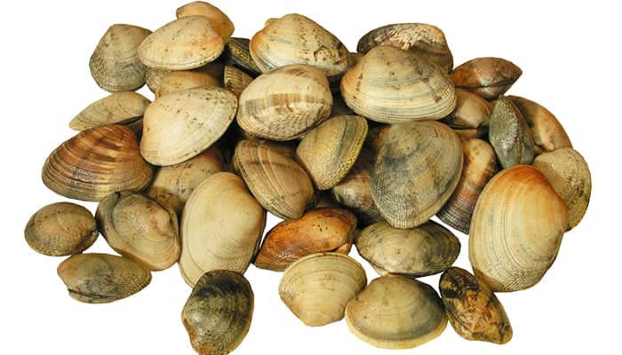 Almejas