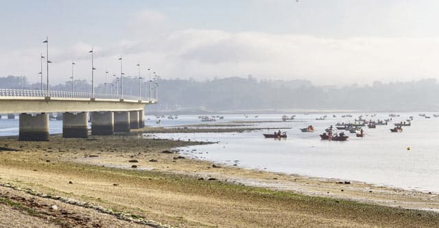 Venta de marisco depurado en A Illa de Arousa