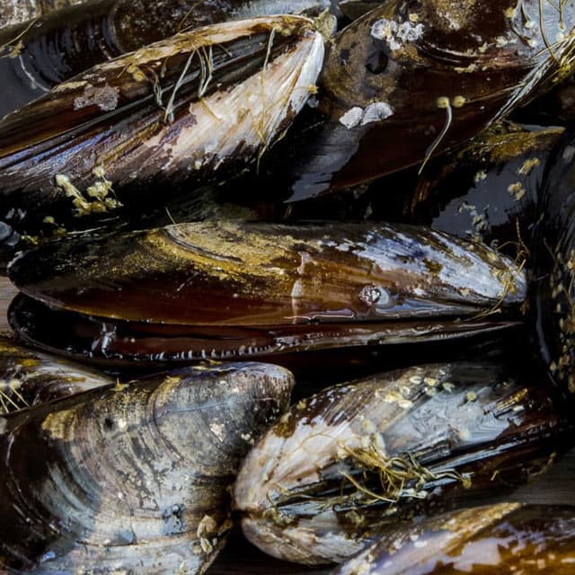 Venta de mejillones de la Ría de Arousa